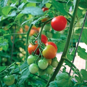 السلمونيللا... 