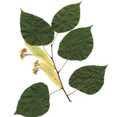 دليل الأعشاب