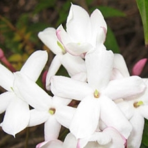 خيرات الطبيعة تشفي