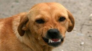 درّب كلبه على عضّ كلّ من يتناول الأناناس... فكان هذا مصيره