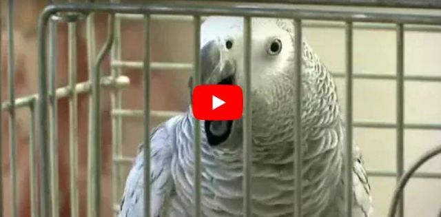 بالفيديو- ببغاء 