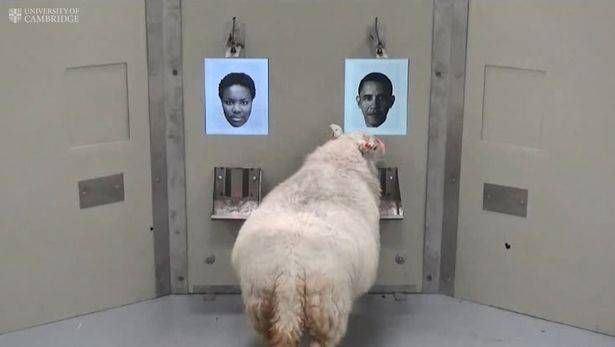 دراسة- الخِراف تتعرف على المشاهير! شاهدوا الصور