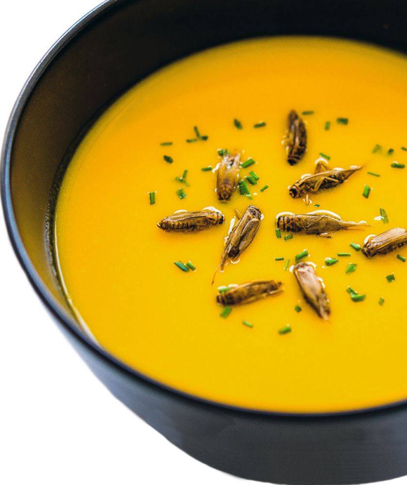 الحشرات تجتاح قوائم الطعام الاوروبية