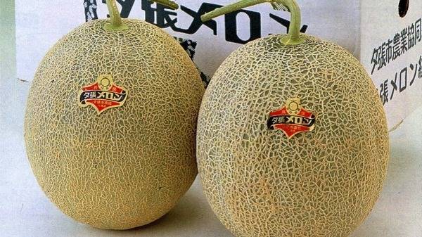 رعب... بكتيريا غريبة وشمام 