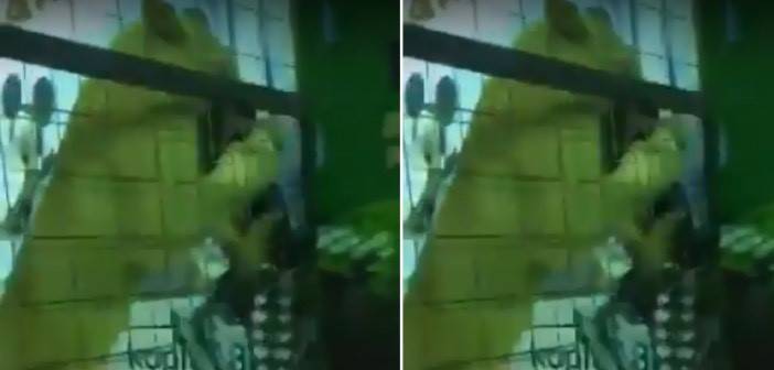 شاهد كيف انقض أسد على طفلة الخمسة أعوام في جدة