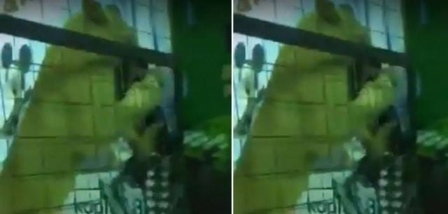 شاهد كيف انقض أسد على طفلة الخمسة أعوام في جدة