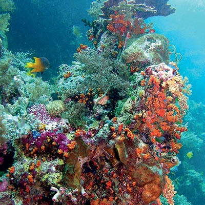 نيوزيلندا...البلاد السابحة في المحيط الهادىء