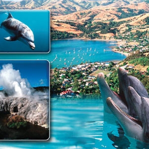 إجازة في  نيوزيلندا