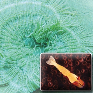 أعماق البحر في بابوازي