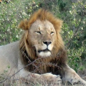 ماساي مارا استوديو طبيعي...