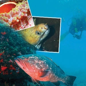 أعماق البحر في مصر