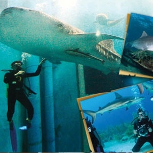 إجازة في جنوب أفريقيا 