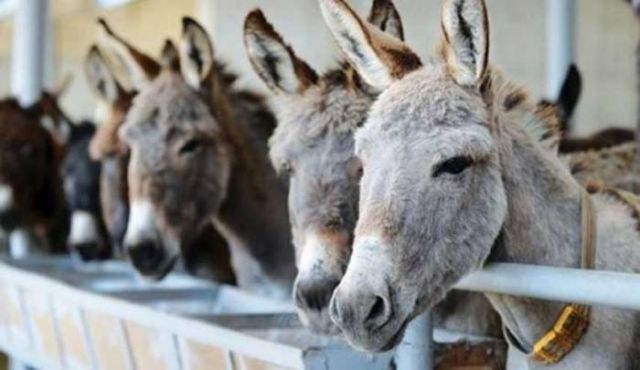 فوائد لا تتخيلها في لبن الحمير: يحمي القلب والشرايين ويجدد البشرة