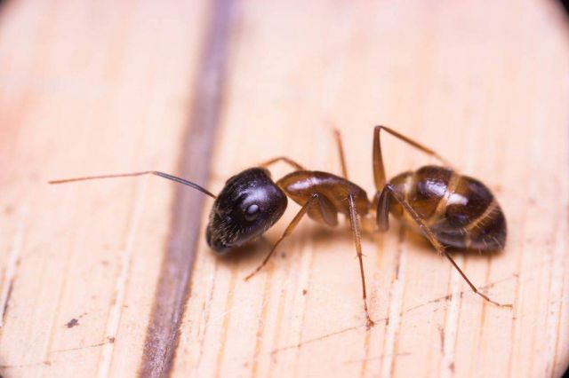 رائحة هذا المزيج تخفي النمل من منزلك بلمح البصر... ما علاقة القرفة؟