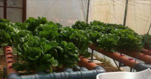 الزراعة المائية.. أثر مفيد على البيئة والمجتمع