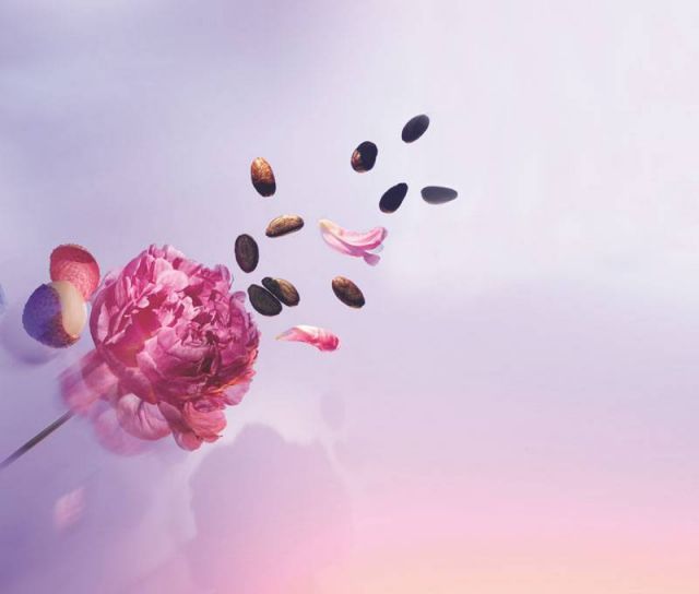 ATTRAPE REVES INGREDIENTS