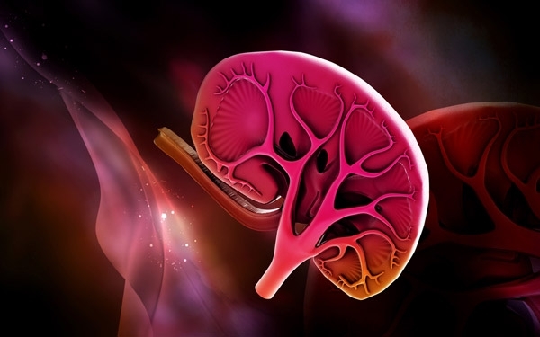 الكلية والدم