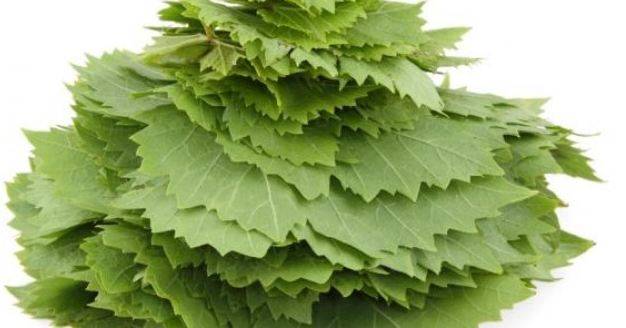 ورق العنب.. فوائد كثيرة وطعم شهي