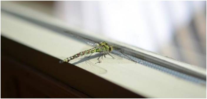 وصفات طبيعية للتخلص من حشرات المنزل