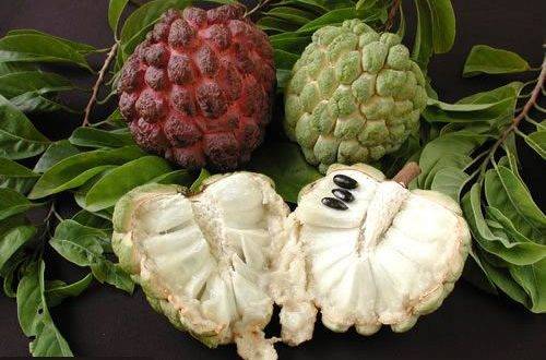 فاكهة القشطة لرجيم صحي ولذيذ.. جربوها