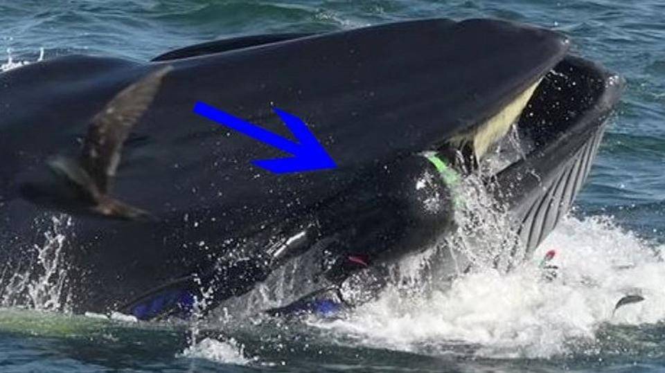 بالفيديو - غواص ينجو من الموت بعدما ابتلعه حوت