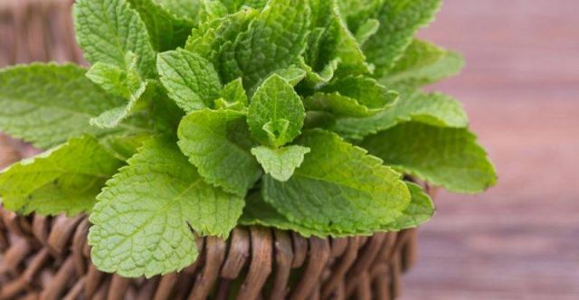 أيها الرجال إنتبهوا من خطر النعناع على قدرتكم الإنجابية... لم تتوقعوا هذا يوماً