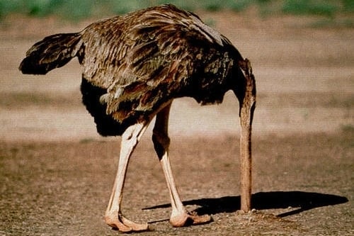 ماما هل صحيح أن النعامة تطمر رأسها في التراب لأنها لا تريد أن ترى الخطر؟