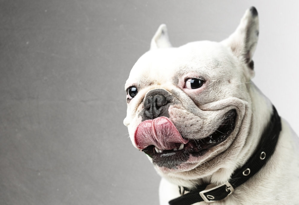 لماذا يدور الكلب حول نفسه قبل أن يجلس؟ 