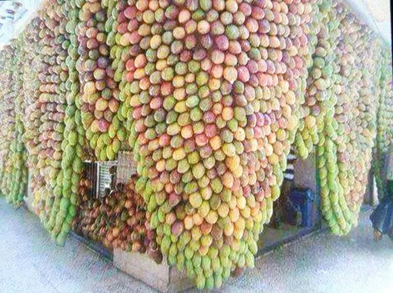 بالفيديو - موسم المانغو يزين مزارع جازان السعودية