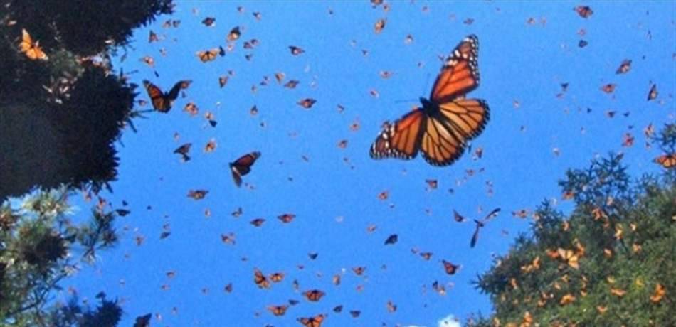 بالفيديو - الفراشات تجتاح لبنان