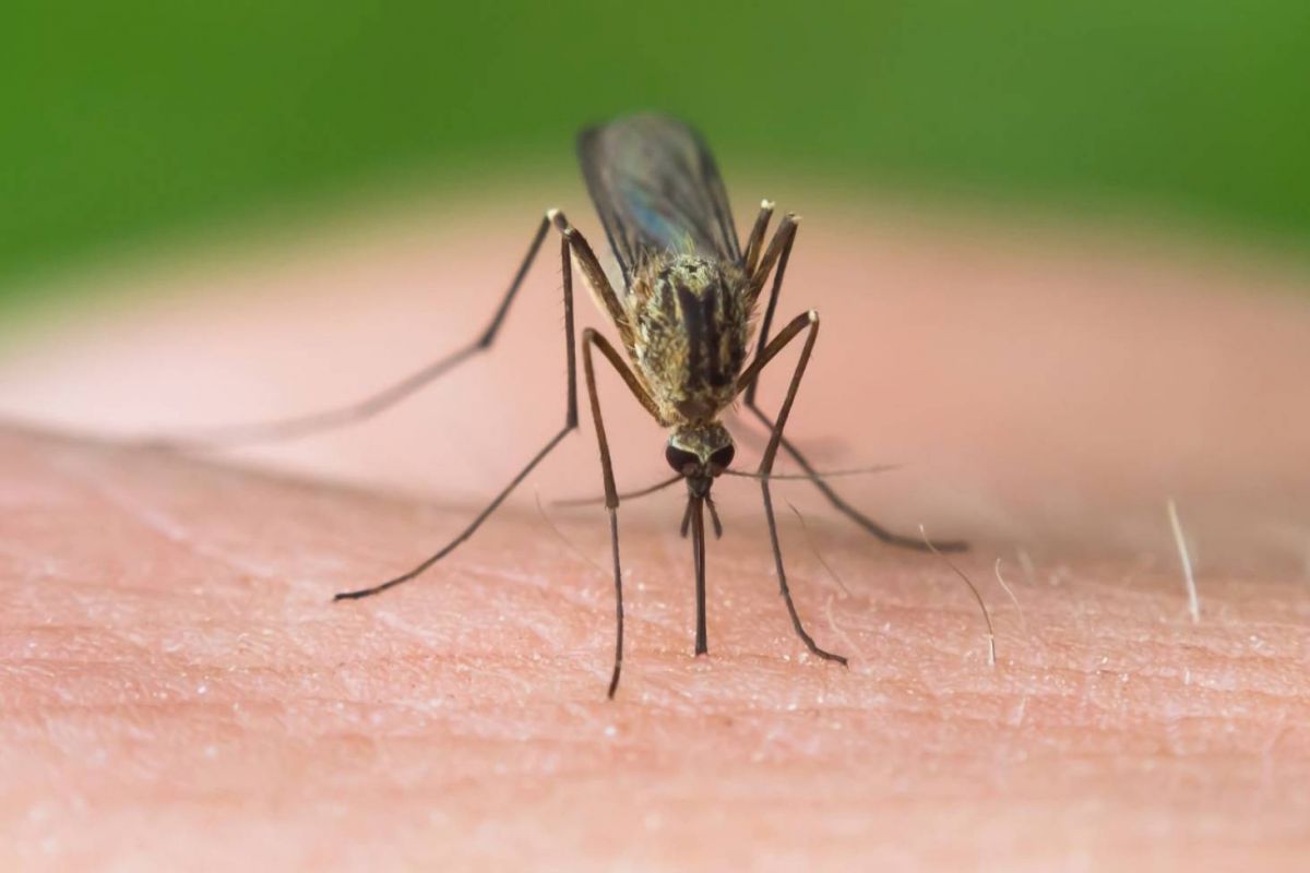 ماء الشعير وهذان المكونان يبعدان عنكم الناموس أثناء النوم