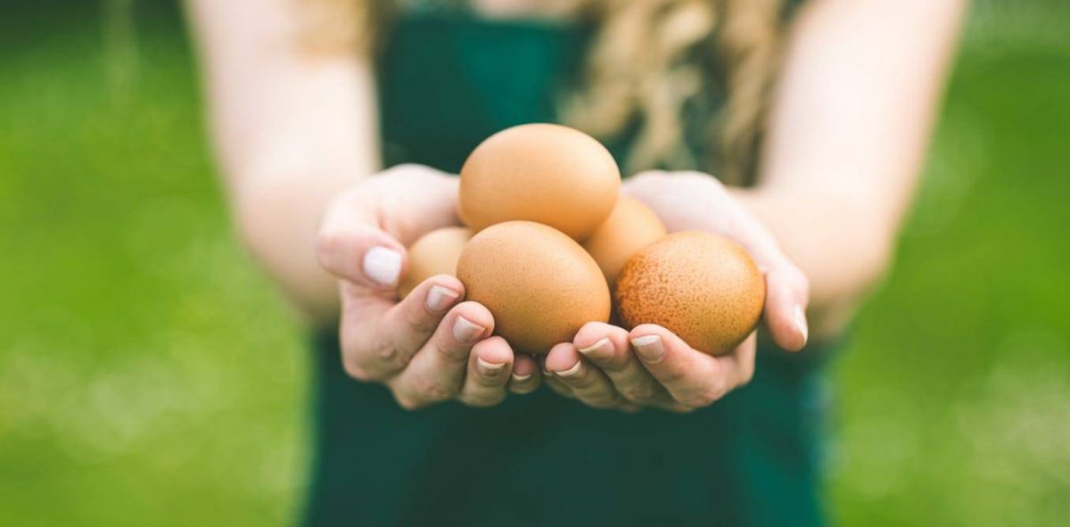 رجيم بياض البيض لخسارة الوزن في أسبوع... كيف يمكن تطبيقه؟