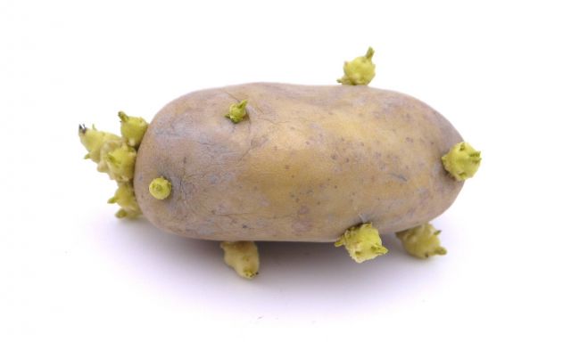 هكذا تمنعين نمو الجذور السامة على حبات البطاطا لوقت طويل... سهل جداً