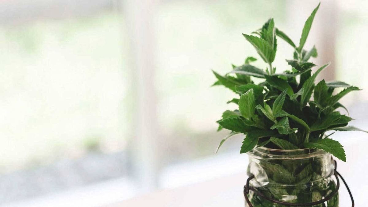 هذه طريقة تناول النعناع لخسارة الوزن... جربوا الوصفة السريعة