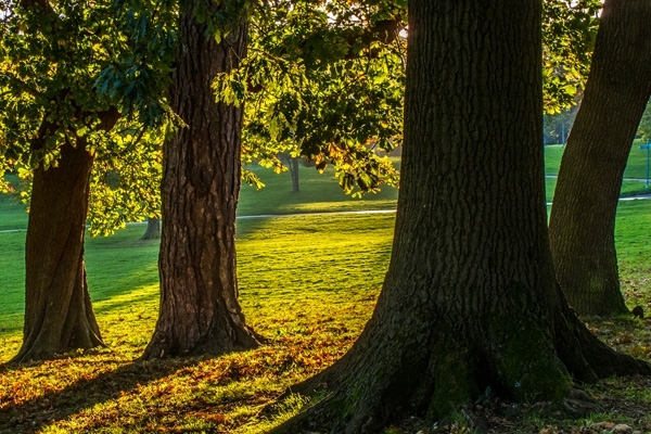 ماما لماذا نرى خطوطً في أوراق الشجر؟