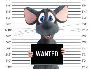 حيل لم تفكروا بها لإبعاد الفئران عن المطبخ المنزل... ما علاقة الشوكولا؟