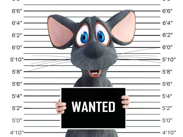 حيل لم تفكروا بها لإبعاد الفئران عن المطبخ المنزل... ما علاقة الشوكولا؟