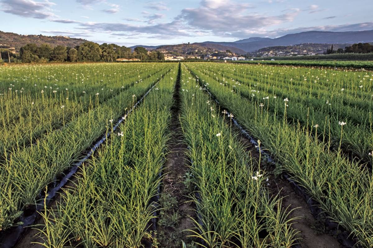 Dans Les Champs de CHANEL
في حقول الزهر الخاصّة 
بدار شانيل في الجنوب الفرنسي