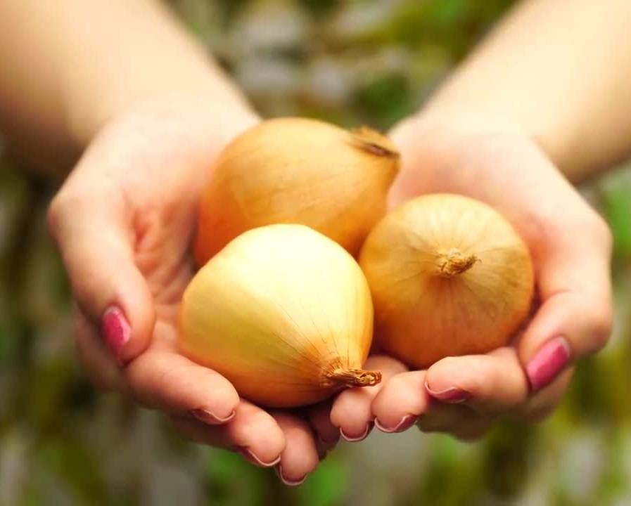 طريقة استخدام مستخلص البصل لعلاج الجروح وإزالة آثارها