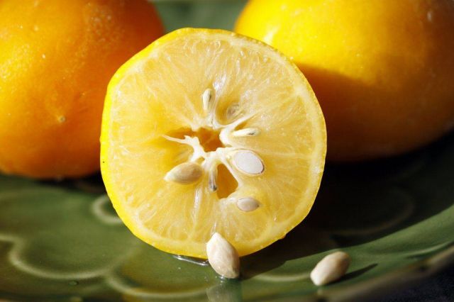 تعلمي طريقة تحضير عصير بذور الليمون لخسارة الوزن