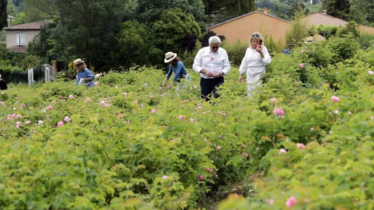 في حقول الورود الخاصة بديور في مدينة غراس الفرنسية