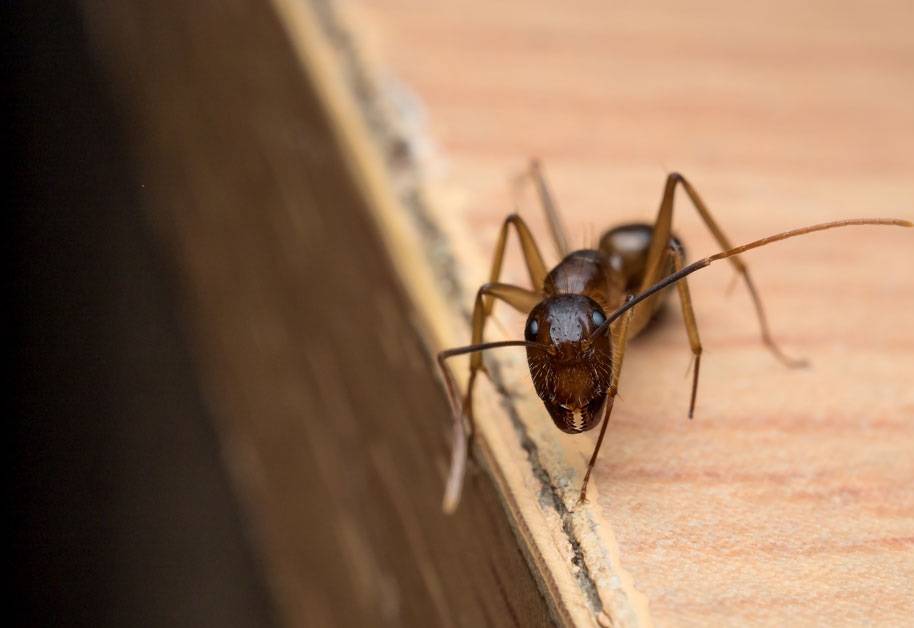 رشّة من هذا المسحوق تُبعد النمل نهائياً عن منزلك