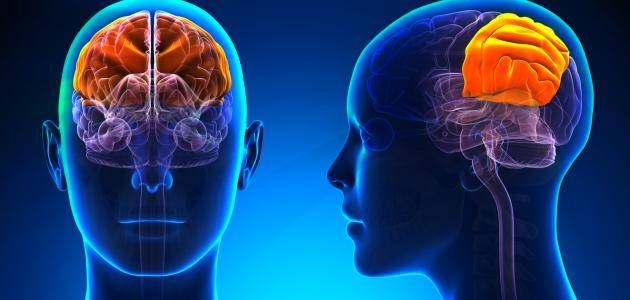 اكتشاف سر جديد في الدماغ البشري