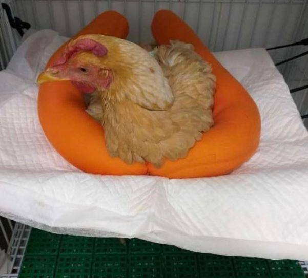 بالصور - قصة أول عملية جراحية لدجاجة بعد كسر ساقيها