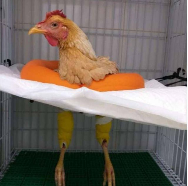 الفرخة ليسكي بعد العملية