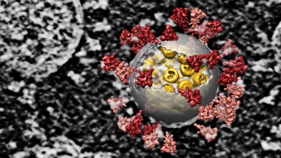 صور قد تفك لغز غزو كورونا خلايا الجسم