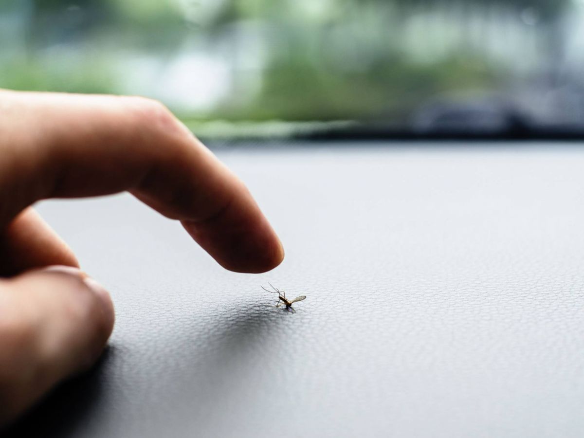 بهذه الطريقة تستخدمين غسول الفم لطرد الناموس نهائياً