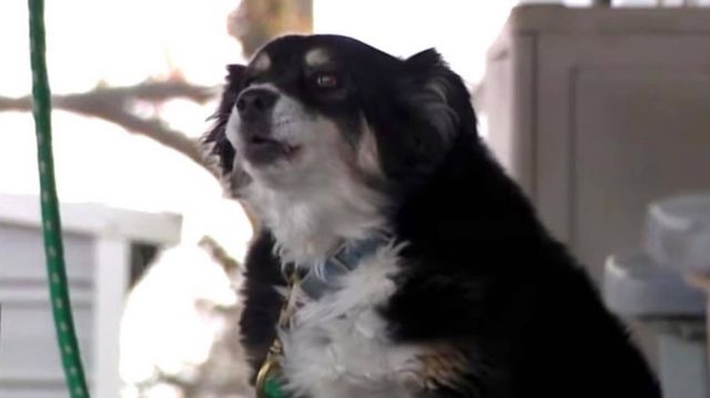 كلبة تتلقى وصية بـ5 ملايين دولار