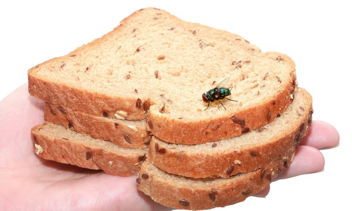 تقرير يحذّر - لهذا السبب لا تتناولوا الطعام بعد أن يحطّ الذباب عليه... الحقيقة صادمة