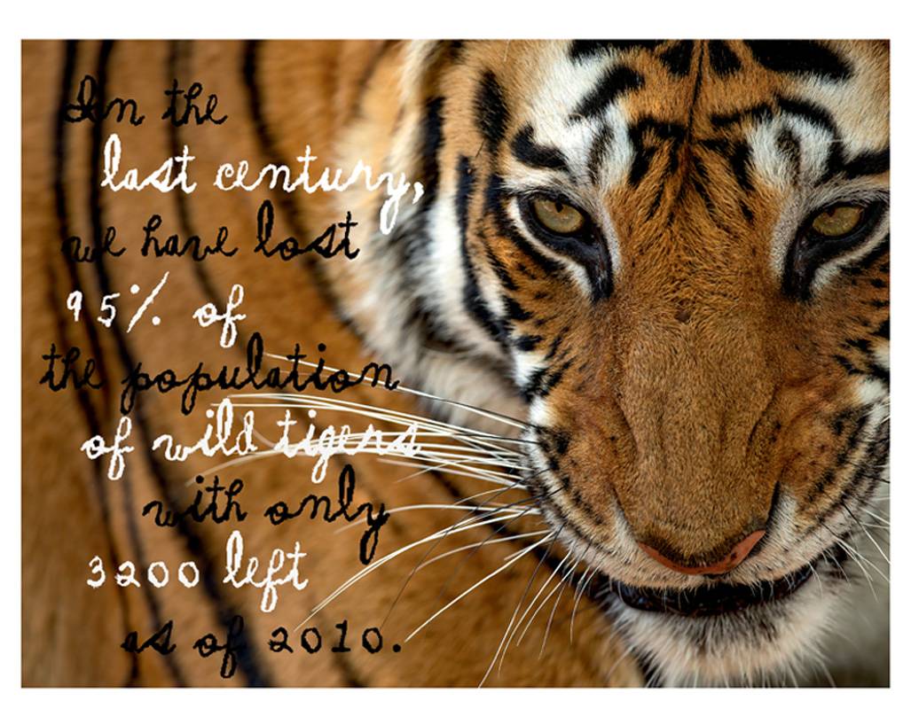 كنزو لدعم الطبيعة وحماية النمور